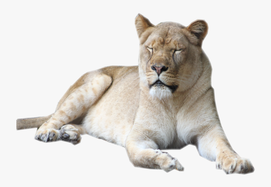 Clip Freeuse Library Female Lion Stock By Sherubichan - Female Lion No Background, Transparent Clipart