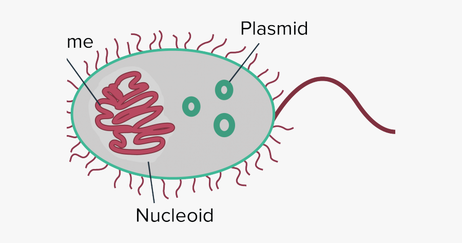 Plasmido Bacteriano, Transparent Clipart