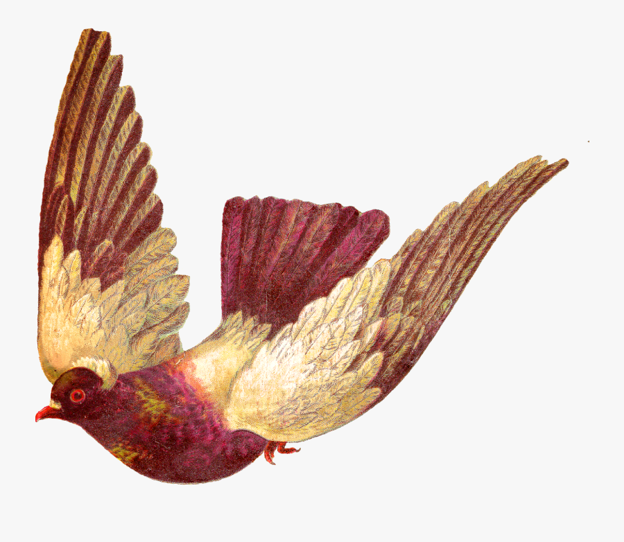 Transparent Pigeon Clipart - Clipart Pigeon Flying, Transparent Clipart