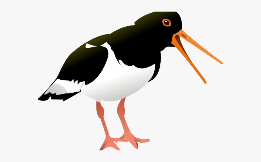 Oystercatcher Clipart, Transparent Clipart