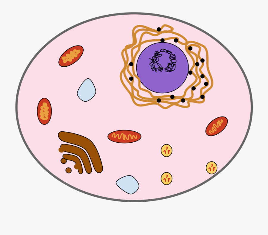 Decomposer Clip Art - Smiley Face, Transparent Clipart