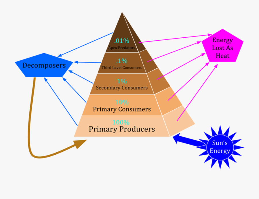 Food Chain Youtube Lecture Handouts- Translation In - Ecological Pyramid, Transparent Clipart