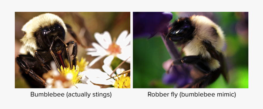 Depredacion Herbivoría, Transparent Clipart