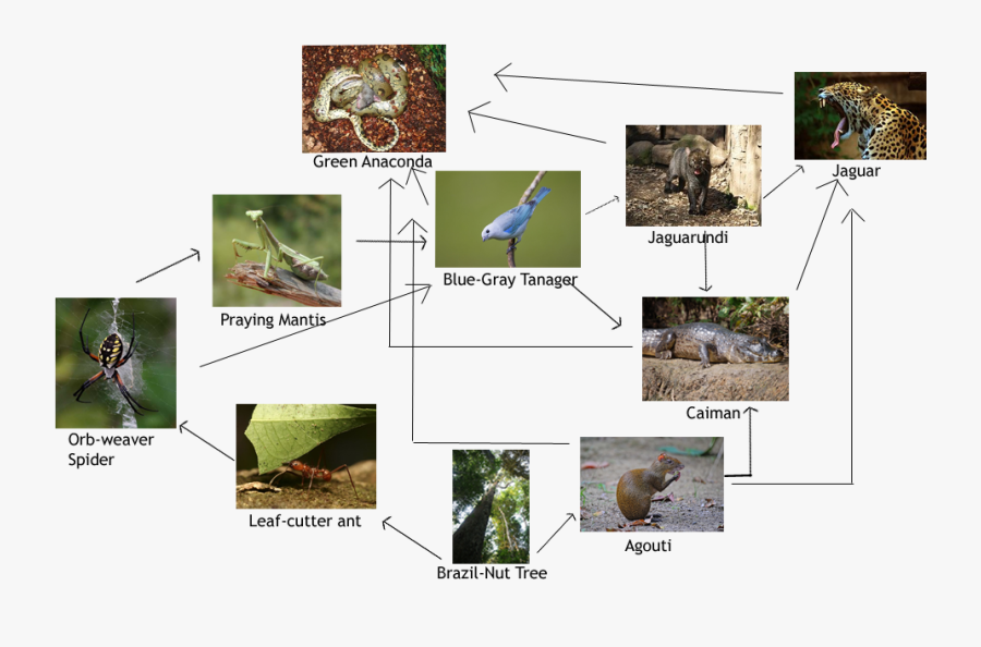Goliath Birdeater Food Chain, Transparent Clipart