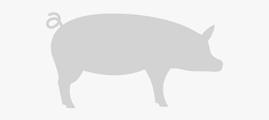 Domestic Pig, Transparent Clipart