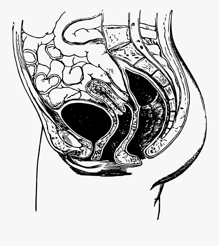 Bone Drawing Pelvic - Spastisch Bekkenbodemsyndroom, Transparent Clipart