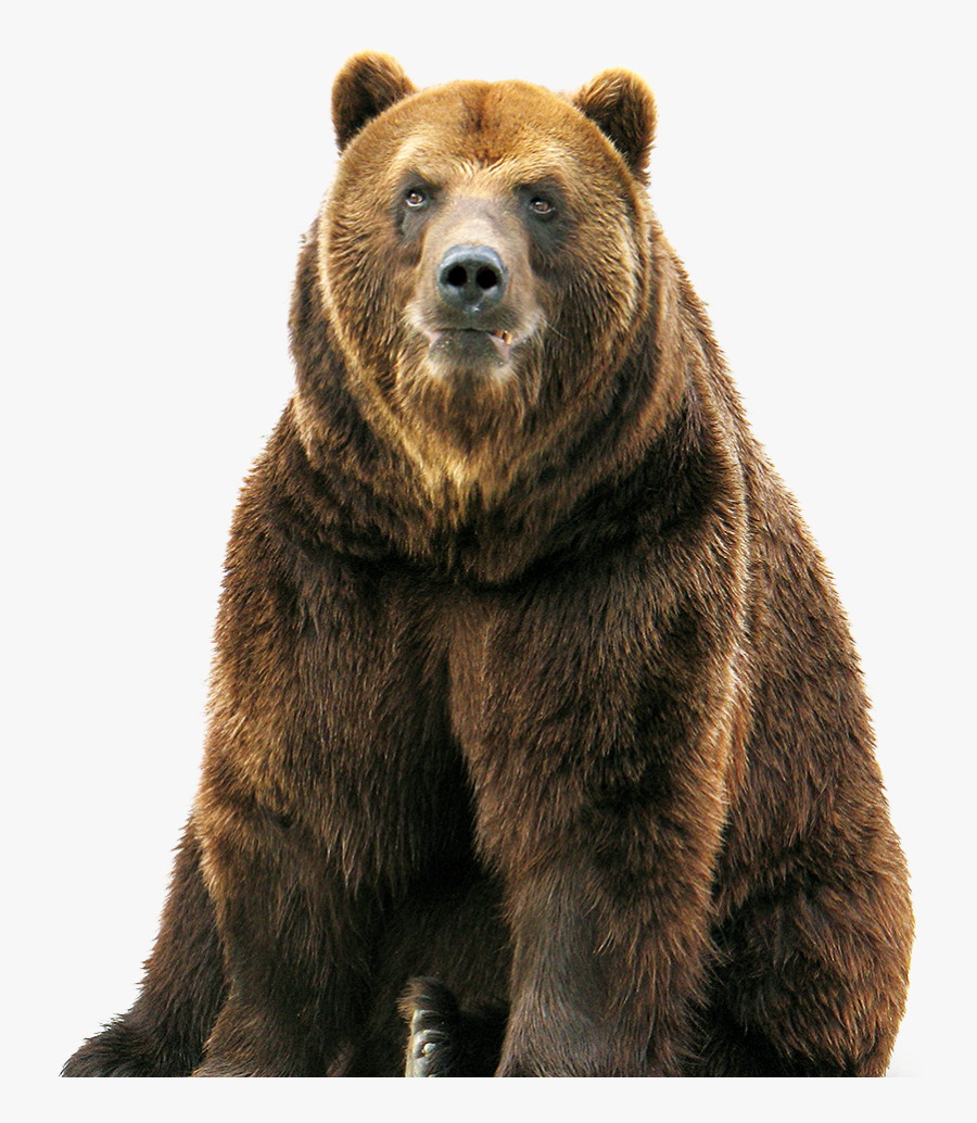 Bear Png Grizzly - Bear Png, Transparent Clipart