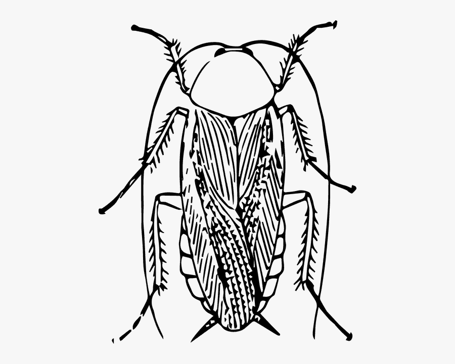 Cockroach Image Black And White, Transparent Clipart