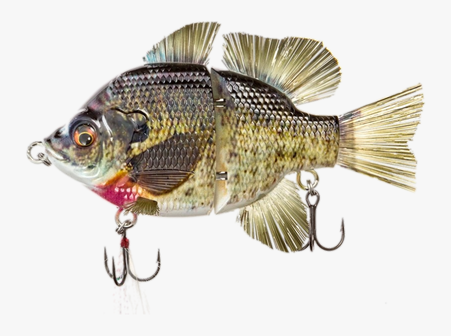 Look At The Variety Of Baits For All Types Of Sportsfish, - Marine Biology, Transparent Clipart