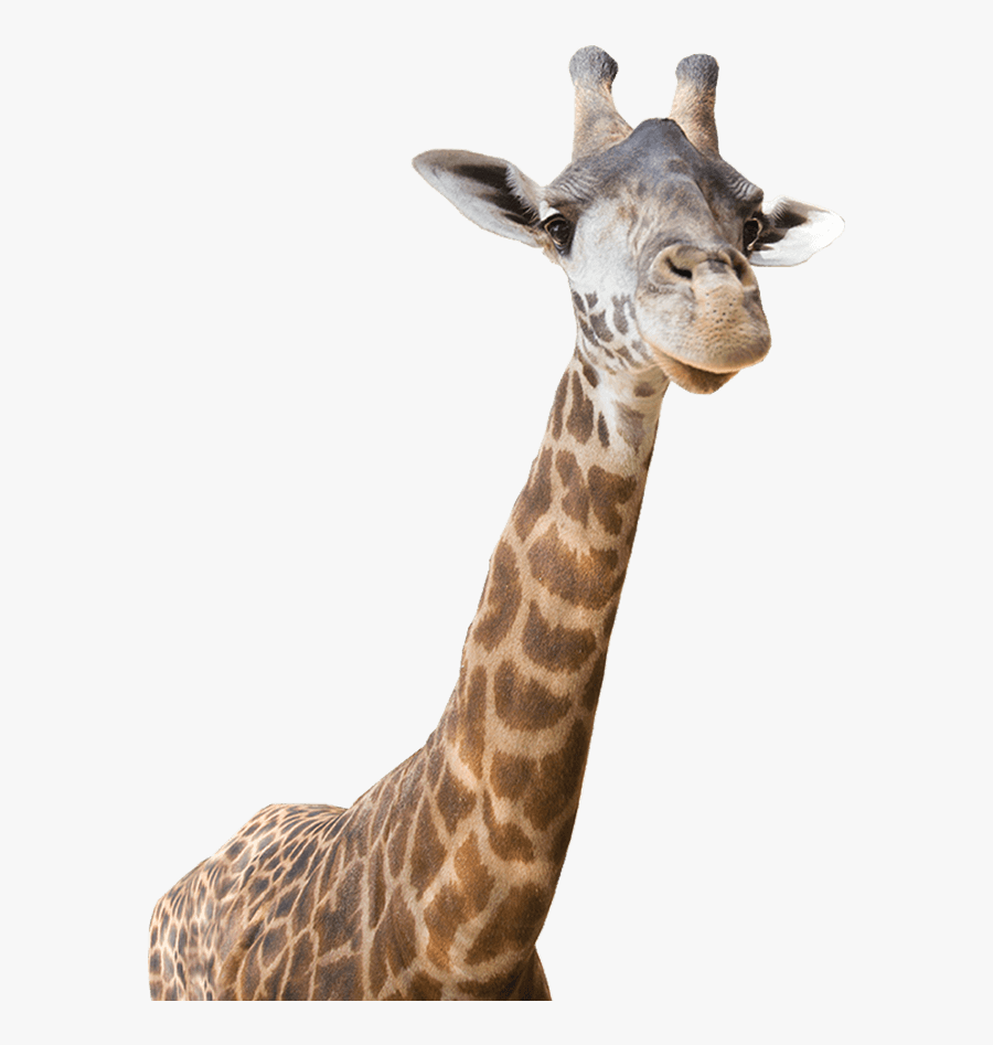 Animal Png Transparent Images - Realistic Giraffe Clipart, Transparent Clipart