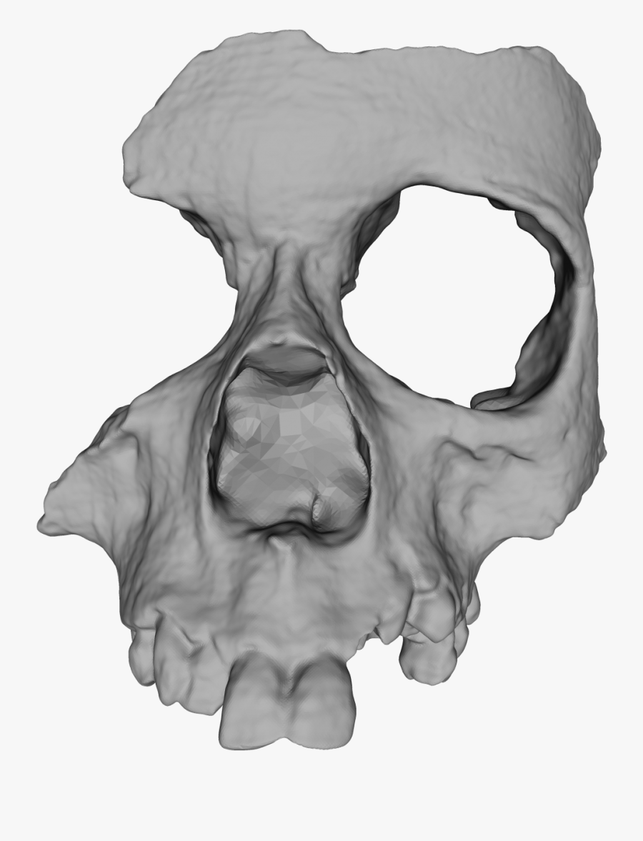 Drawing Faces Skeleton - Half Skull Png, Transparent Clipart
