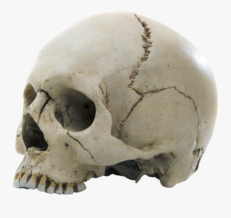 Skull Png Image - Fibrous Joint In Skull, Transparent Clipart