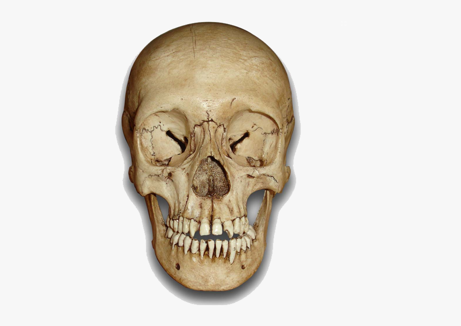 Skeleton Head Png Transparent Images - Skull Front Png, Transparent Clipart