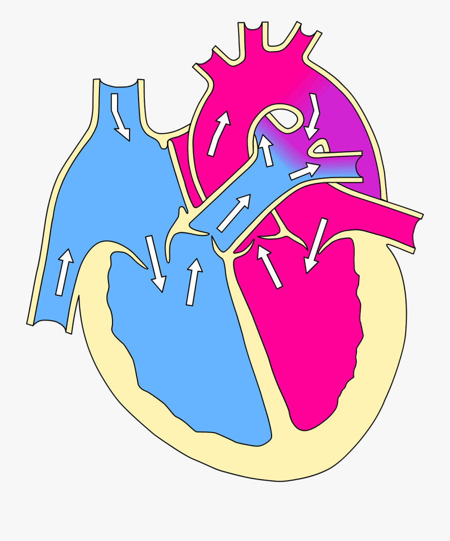 Real Heart Cartoon 24, Buy Clip Art, Transparent Clipart