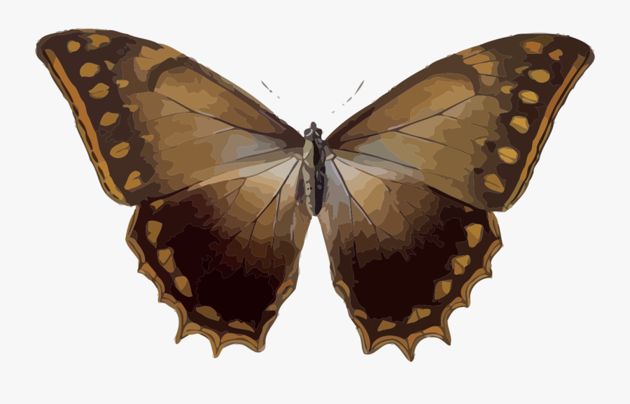 Cicada Clipart, Transparent Clipart