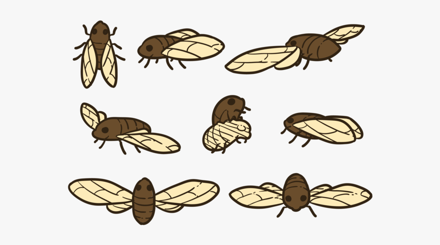 Weevil, Transparent Clipart