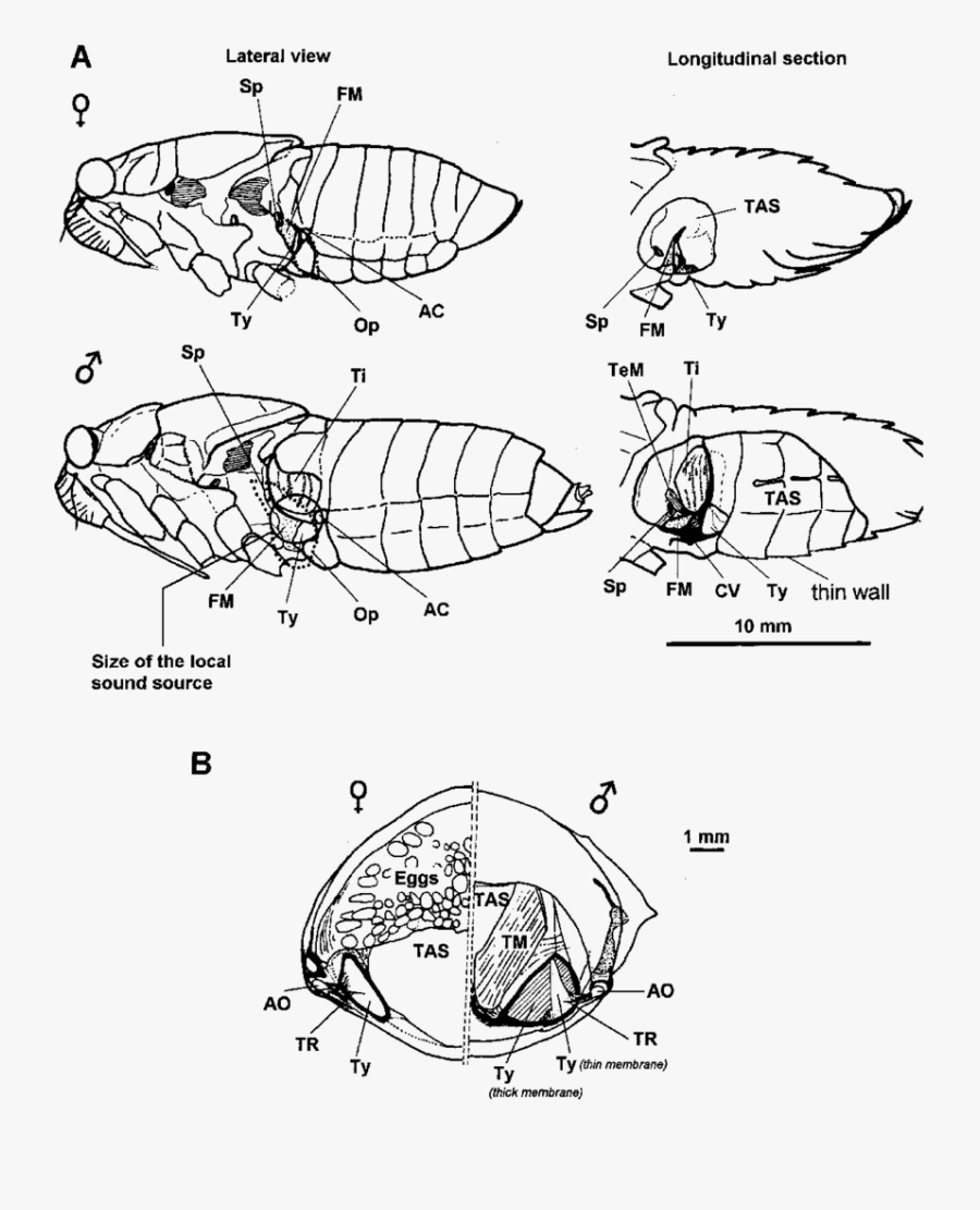 Cicada Clipart, Transparent Clipart