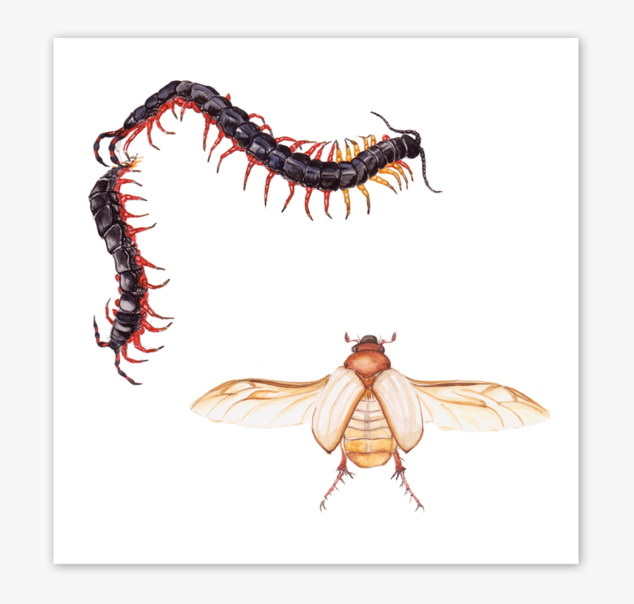 Cicada, Transparent Clipart