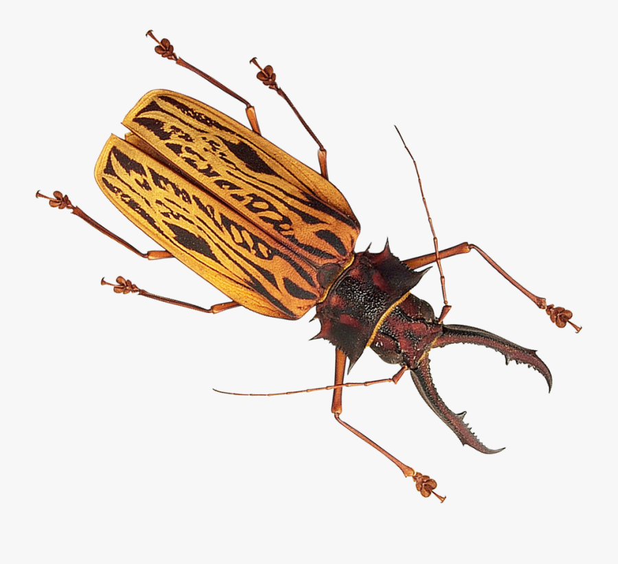 Transparent Insect Png - Insect Png, Transparent Clipart