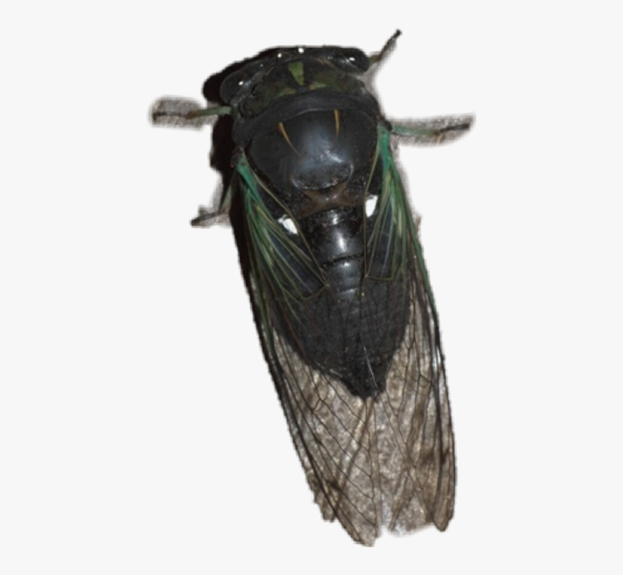 Net-winged Insects, Transparent Clipart