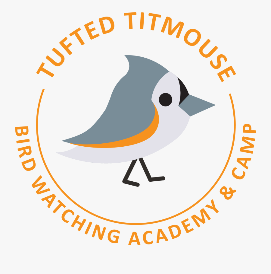 Tufted Titmouse - Old World Flycatcher, Transparent Clipart