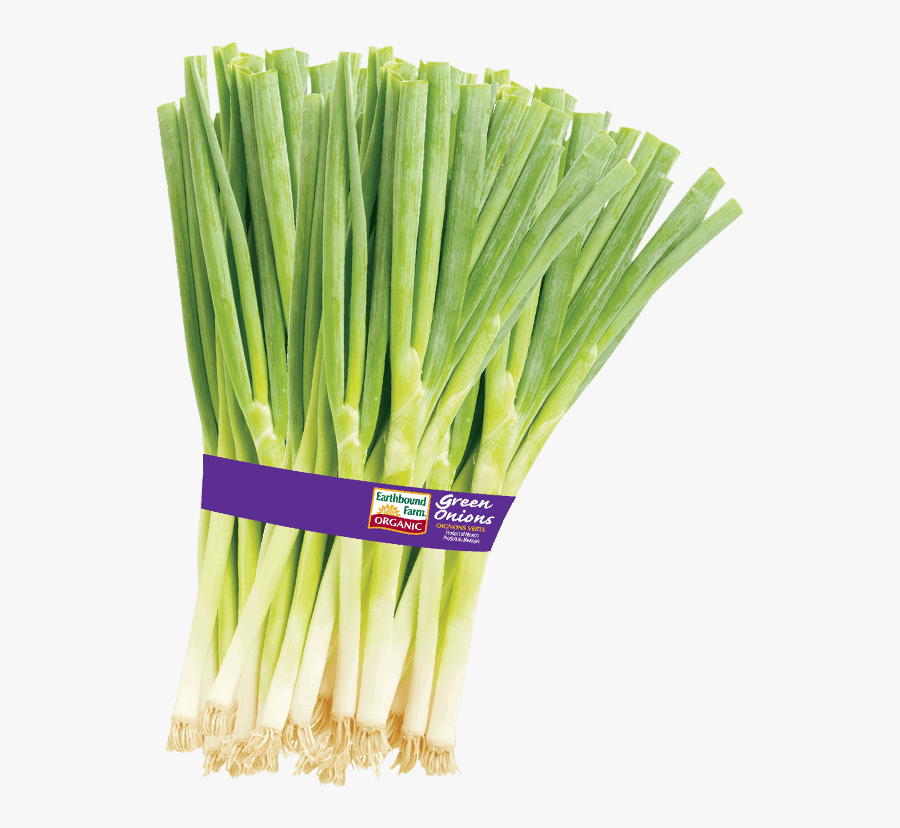 Clip Art Picture Of Green Onions - Organic Green Onions, Transparent Clipart