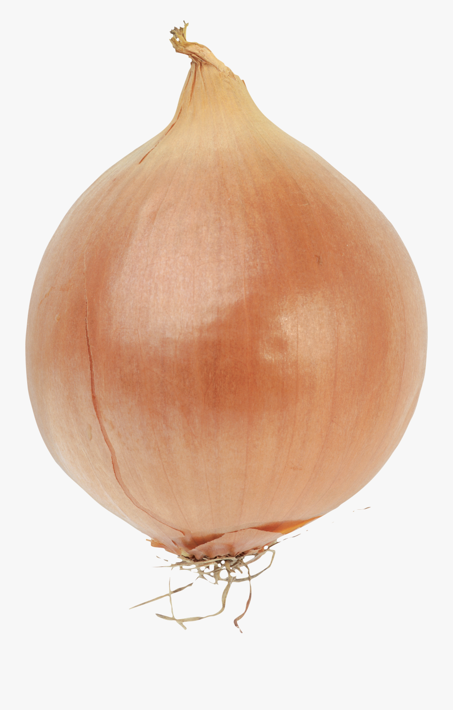 Onion With Transparent Background, Transparent Clipart