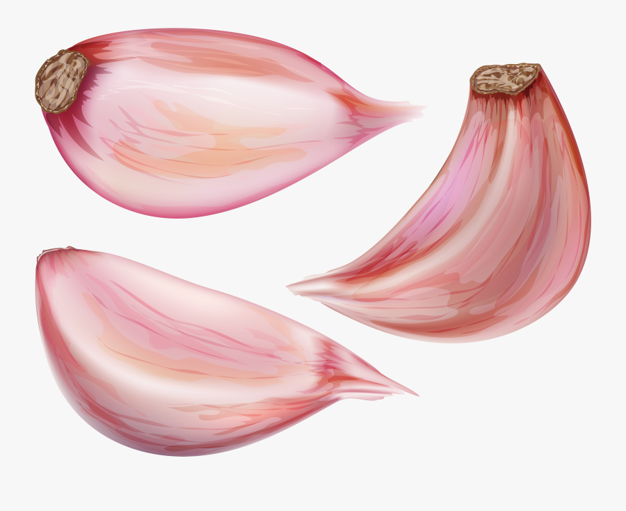 Transparent Onion Plant Png - Garlic Cloves Transparent Background, Transparent Clipart