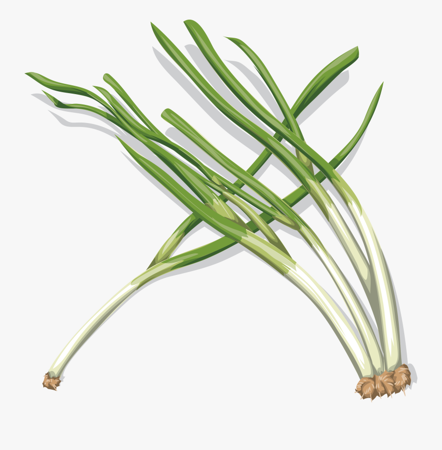 Vegetable Clipart Onion - Onion, Transparent Clipart