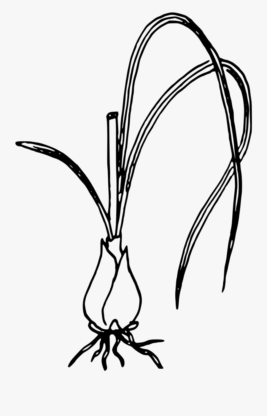 Line Art,plant,flower - Green Onion Black And White, Transparent Clipart