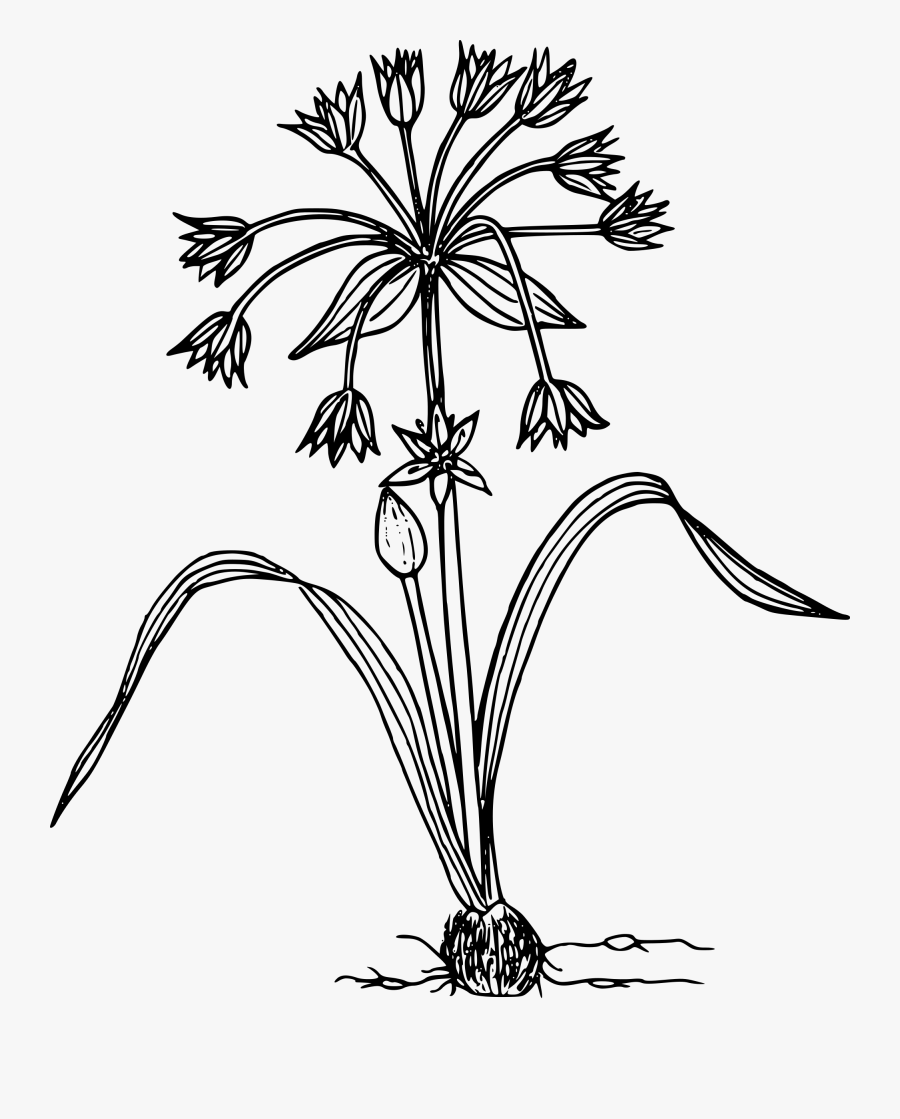 Transparent Onion Clipart - Wild Flowers Black And White Clipart Png, Transparent Clipart