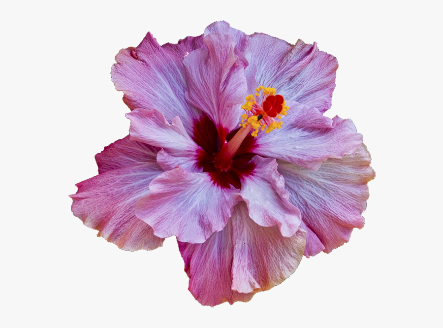 Transparent Tropical Flower Clipart - Hibiscus Flower Transparent Background, Transparent Clipart