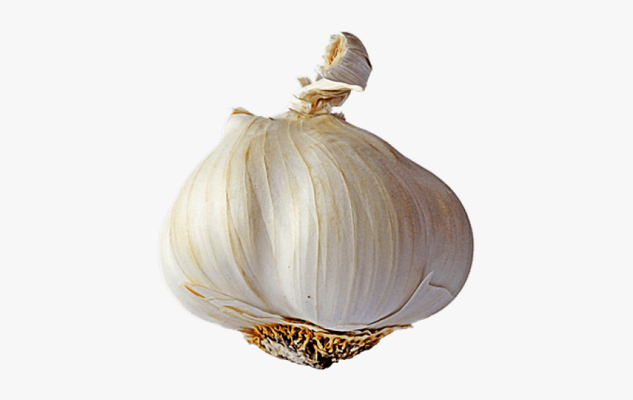 Vector Library Stock Png Free Images Toppng - Garlic Transparent Background, Transparent Clipart