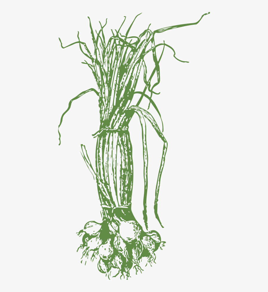 Onions - Clip Art Images Onions, Transparent Clipart