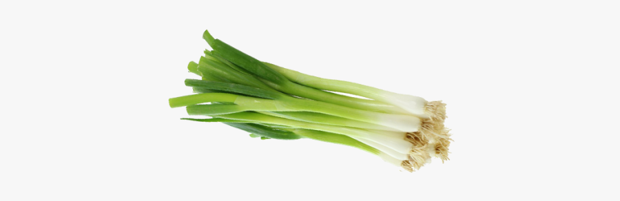 Clip Art Picture Of Green Onions - Welsh Onion, Transparent Clipart