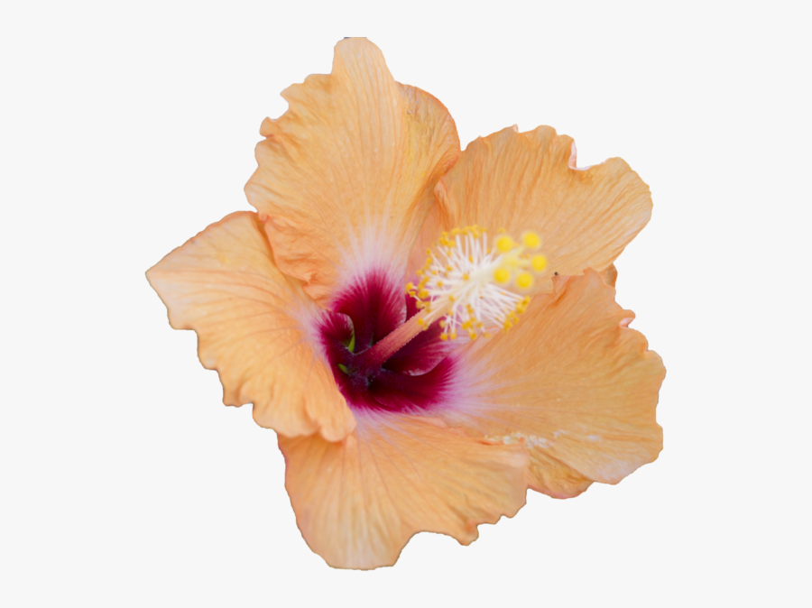 Transparent Hibiscus Flower Images Clipart - Portable Network Graphics, Transparent Clipart