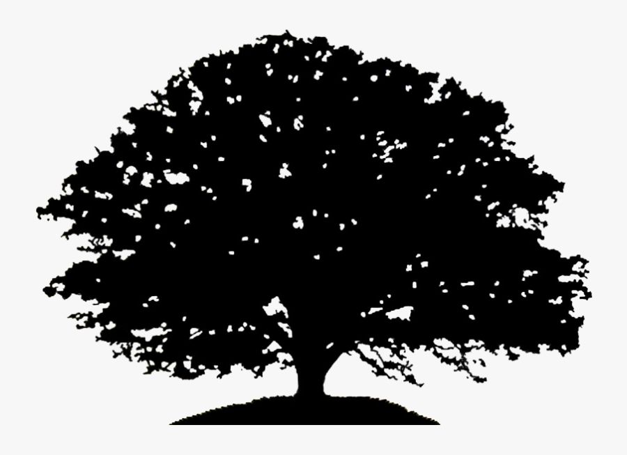 Oak Tree Silhouette Drawing Clip Art - White Oak Tree Clipart, Transparent Clipart