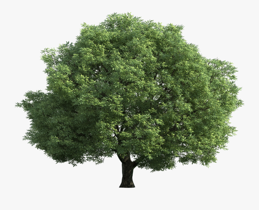 Green Tree Png Clip Art Best Web - Walnut Tree Transparent Background, Transparent Clipart