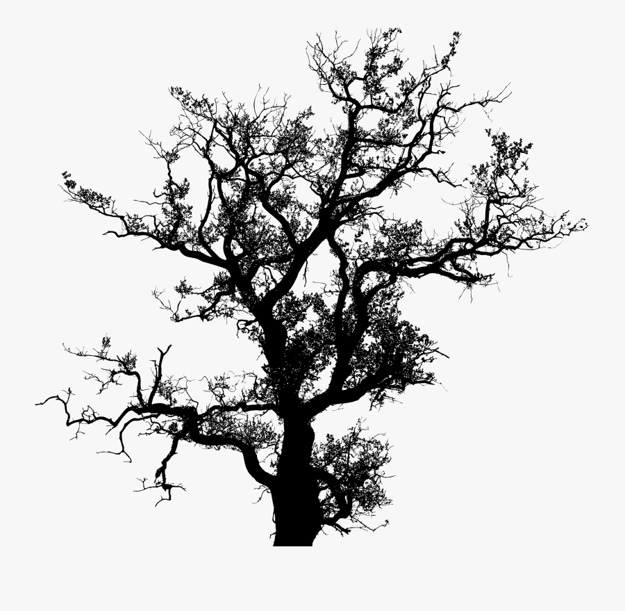 Transparent Oak Tree Clipart - Tree Silhouette Vector Png, Transparent Clipart