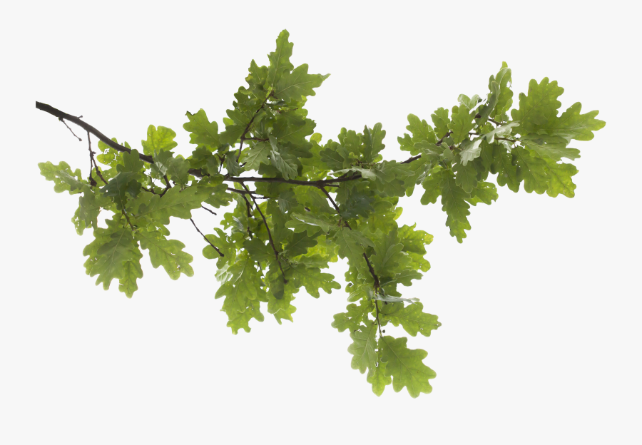 Oak Tree Image Royalty Free Png - Tree Branch Transparent Background, Transparent Clipart