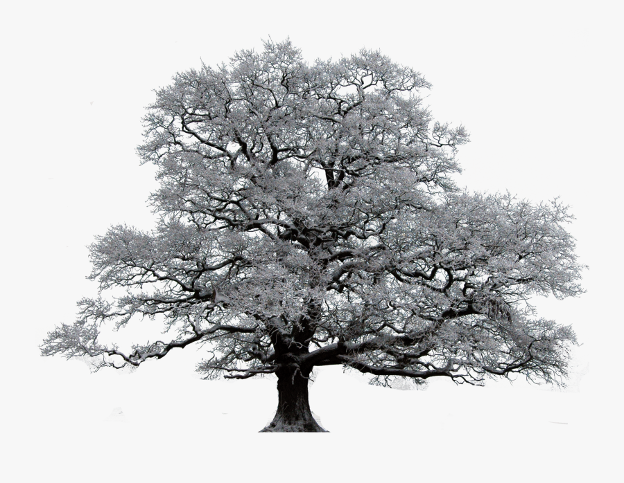 Snow Oak Tree Png, Transparent Clipart
