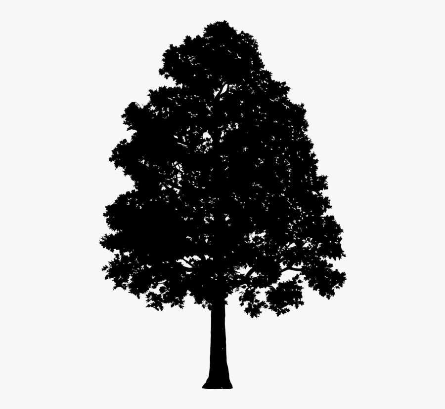 Hd Broad Leaved Silhouette - Silhouette Of Tree, Transparent Clipart