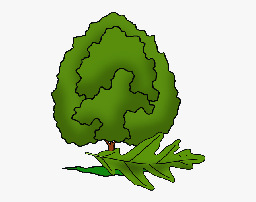 Illinois State Tree - Illinois State Tree Drawing, Transparent Clipart