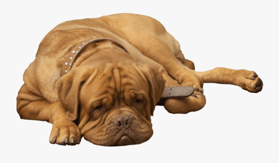 English Bulldog Png Clip Art - Собака Лежит Пнг, Transparent Clipart