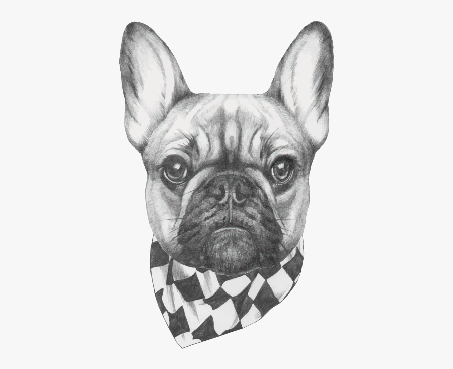 French Bulldog Head Drawing, Transparent Clipart