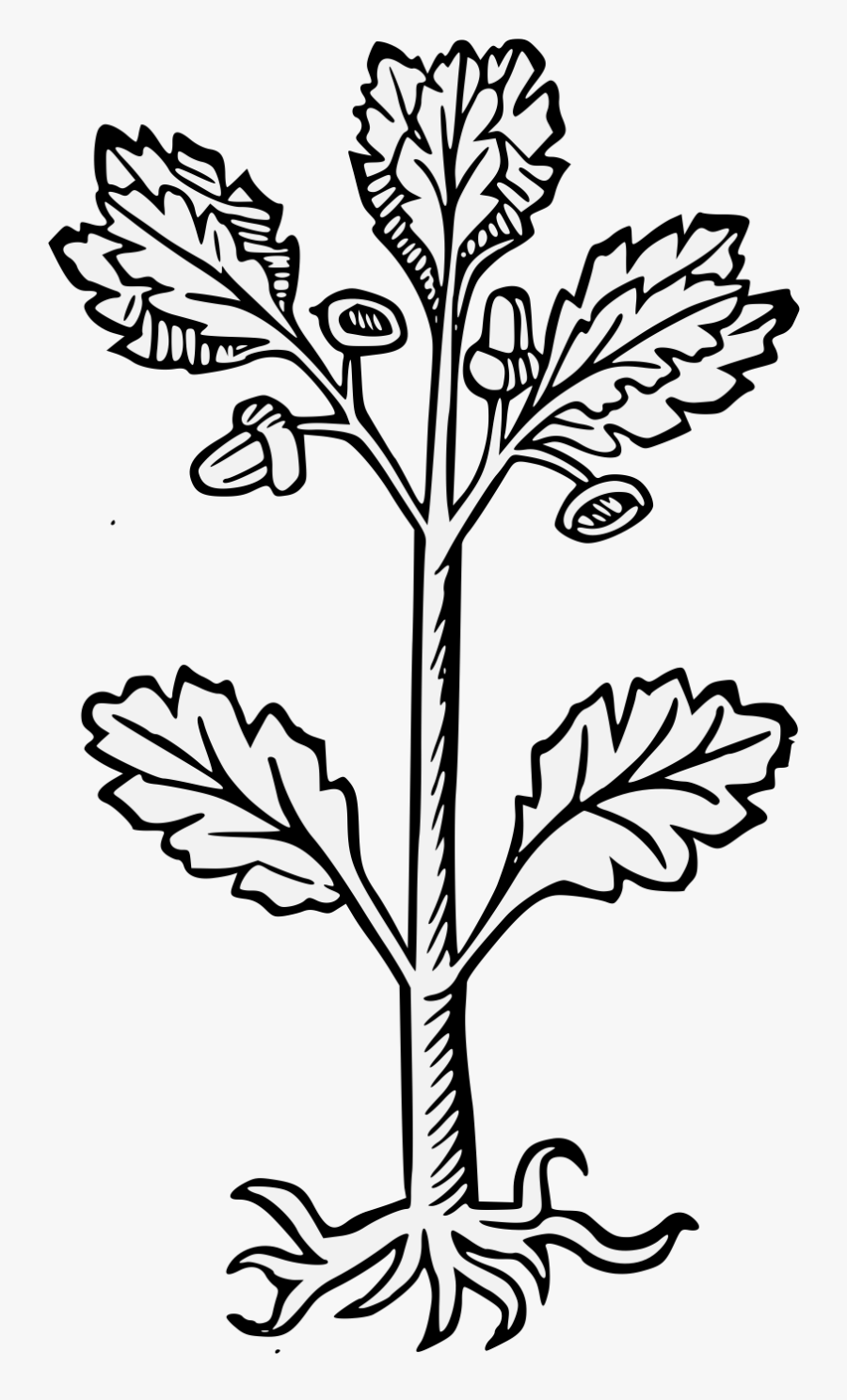 Floral Design, Transparent Clipart