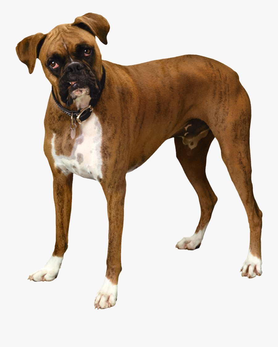 Brown Bulldog Png Clipart - Boxer Dog Png Transparent, Transparent Clipart