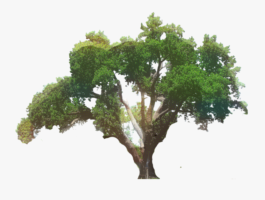 Live Oak Tree Clip Art, Transparent Clipart