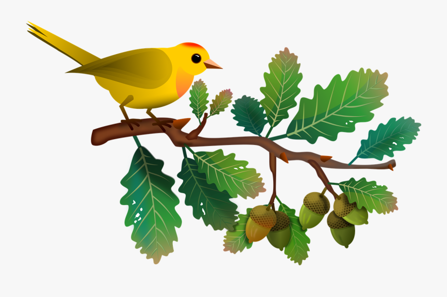Oak, Tree, Branch, Bird, Birdie, Animal, Animals - Use A And An Worksheet, Transparent Clipart