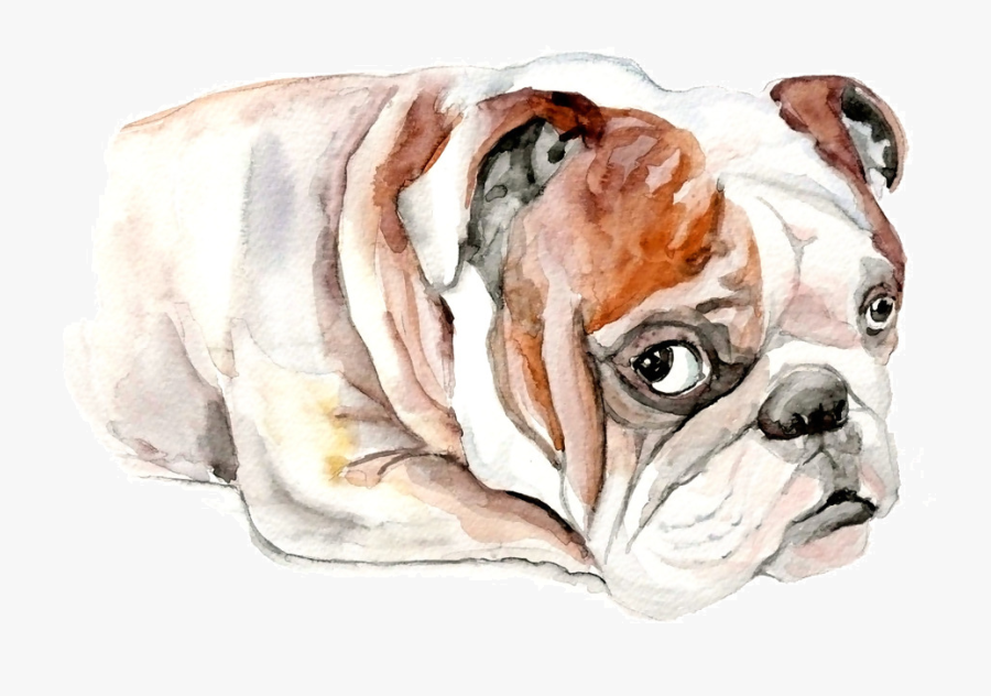 Bulldog, Transparent Clipart